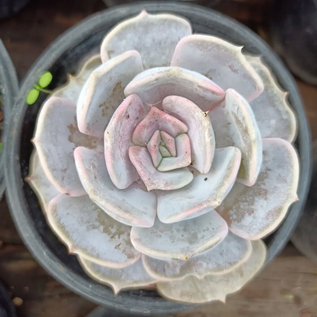 Peach colored Ghost Echeveria