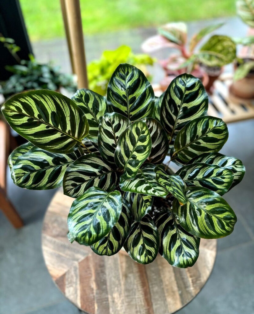 Peacock Plant