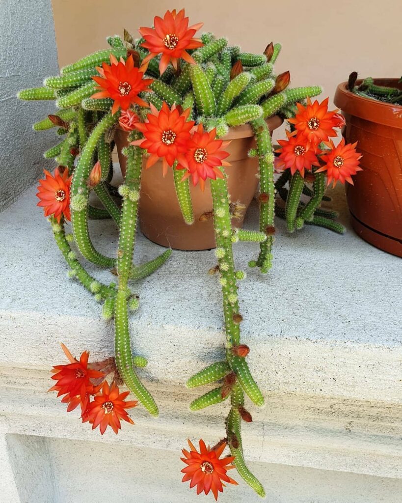 Peanut Cactus