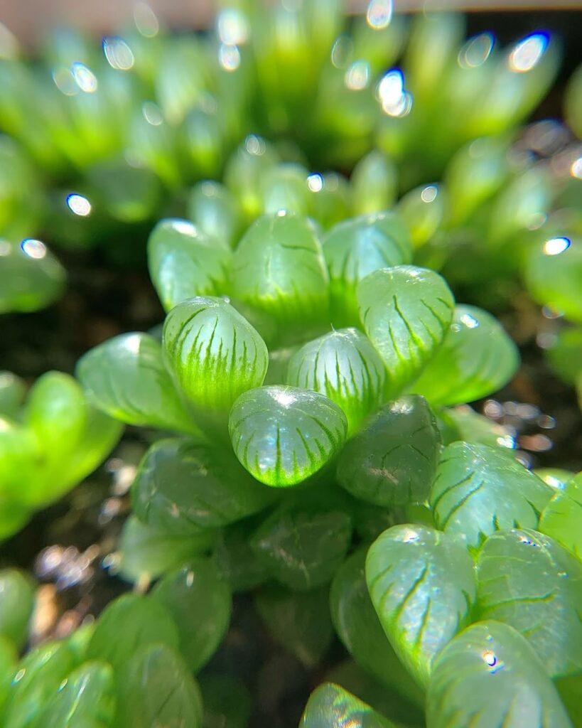 Pearl Plant