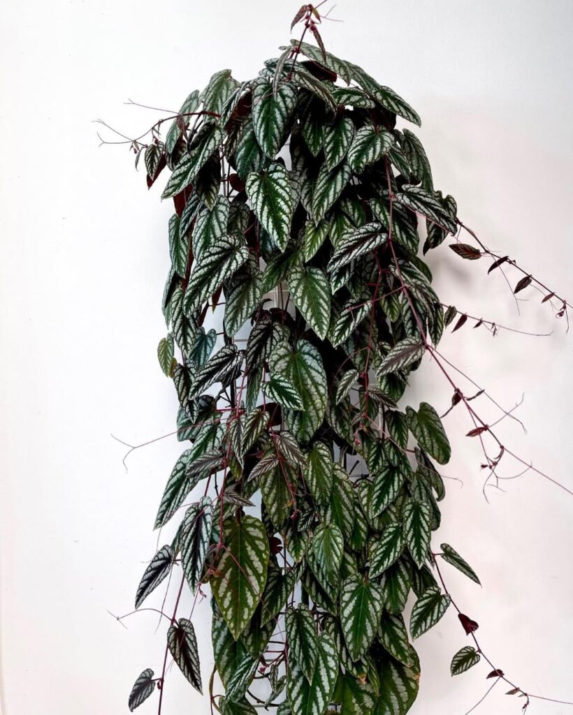 Pearl Vine