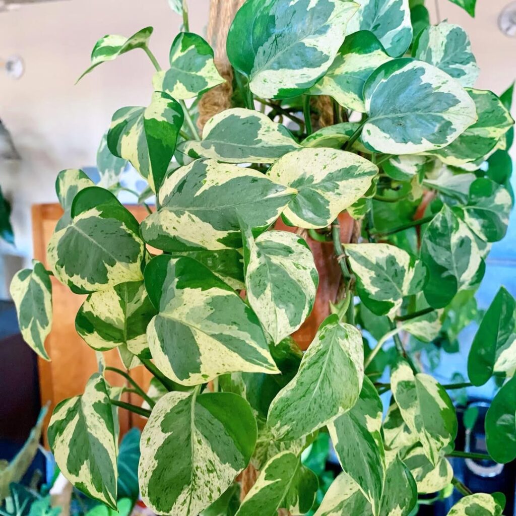 Pearls and Jade Pothos