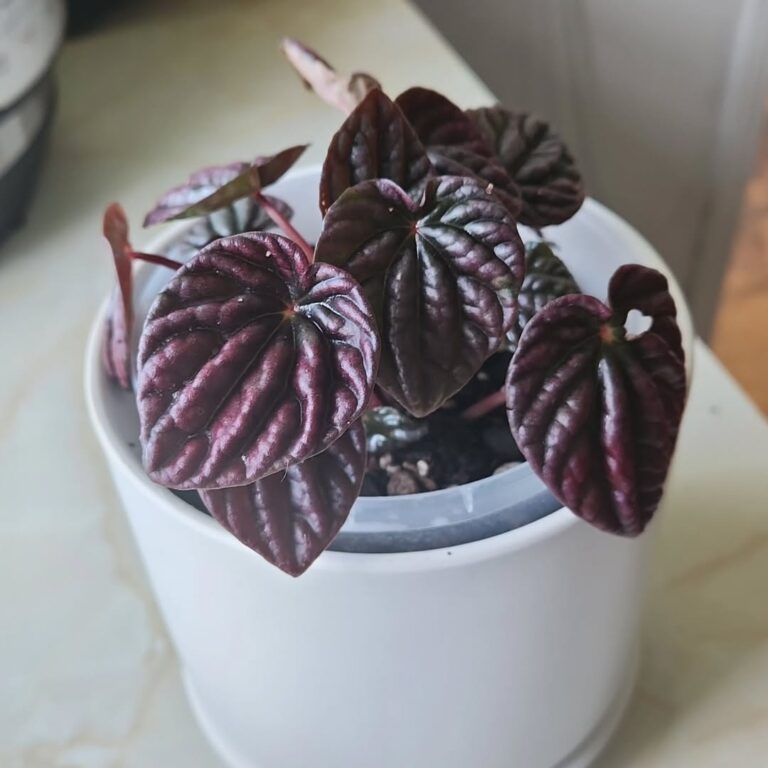50 Beautiful Peperomia Varieties For Indoors Houseplant Alley 50-beautiful-peperomia-varieties-for-indoors-houseplant-alley