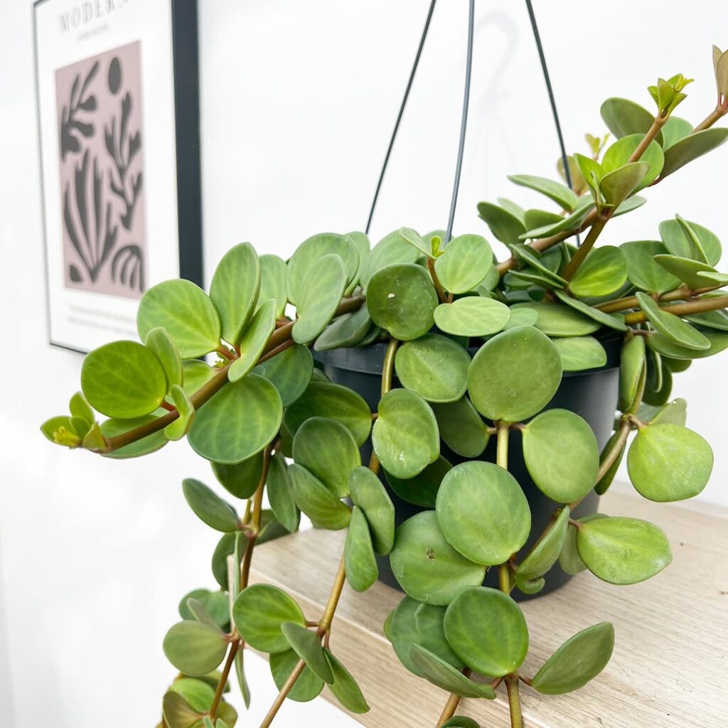 Peperomia Hope