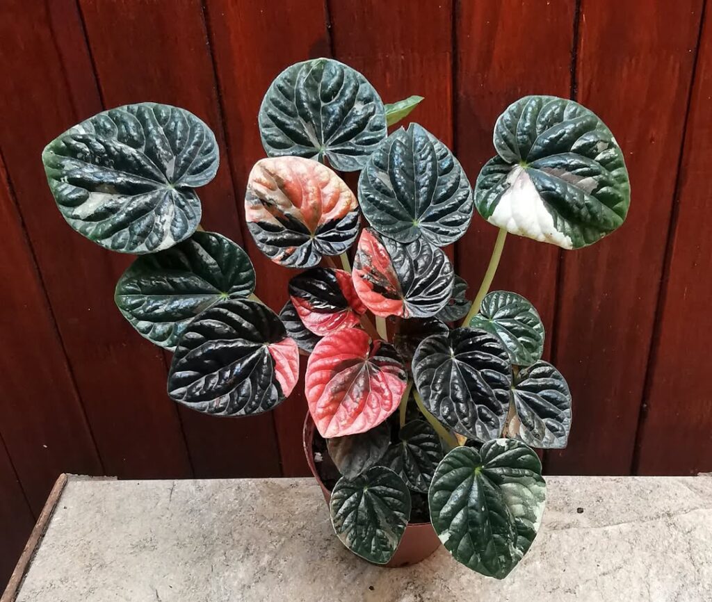 Peperomia caperata Black Ripple