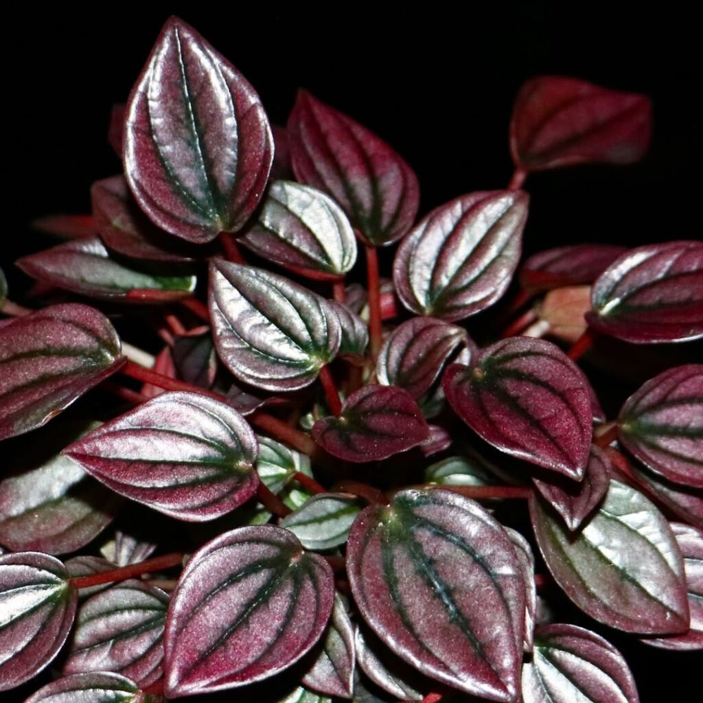 Peperomia caperata Cayenne