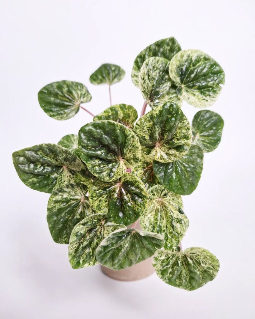 Peperomia caperata variegata