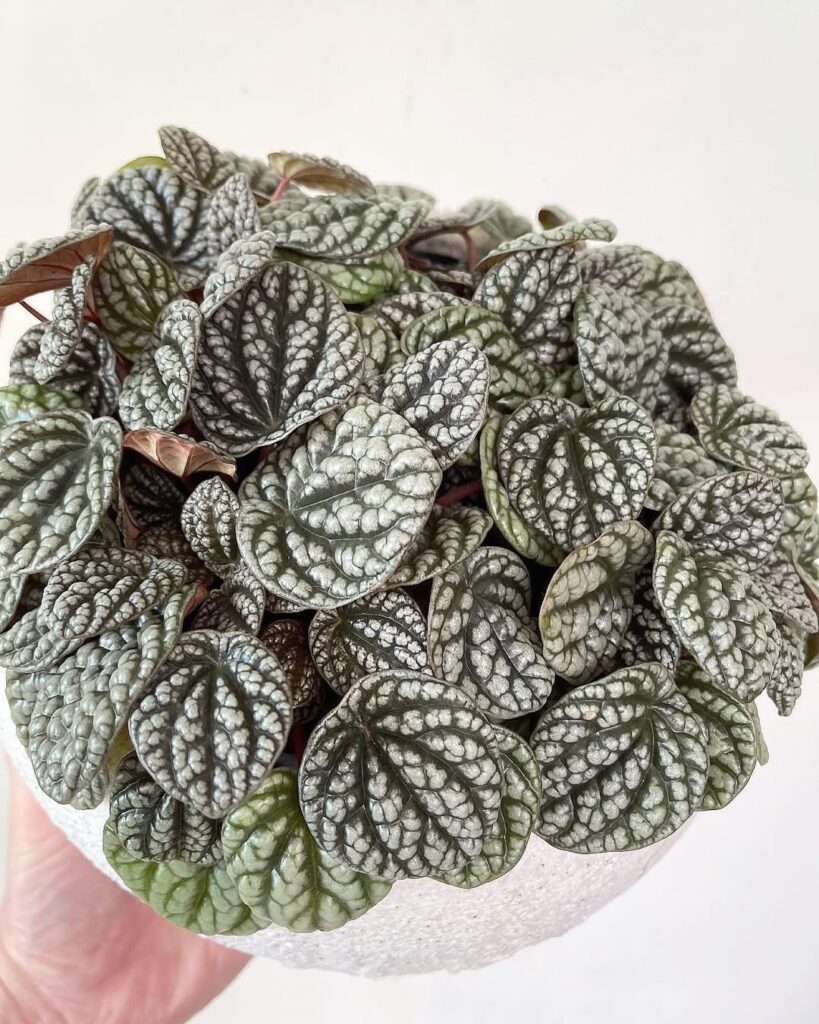 Peperomia caperata ‘Burbella