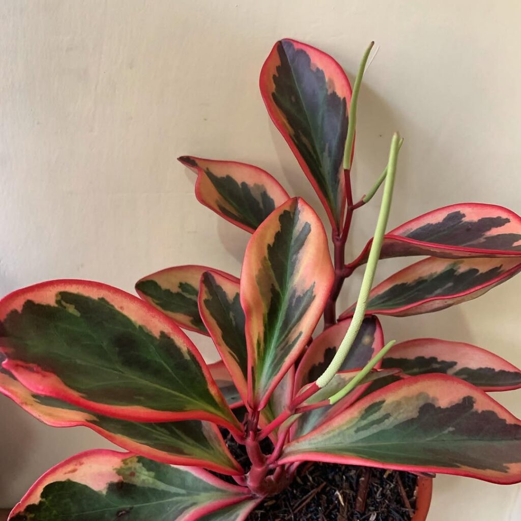 Peperomia clusiifolia ‘Jellie