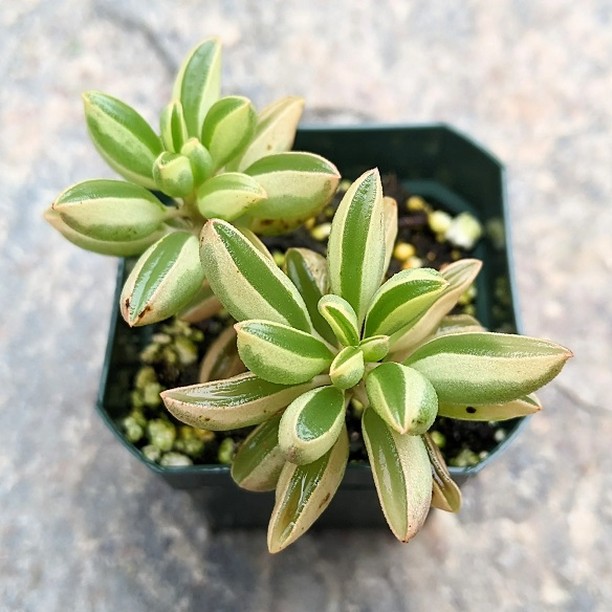Peperomia dolabriformis variegata