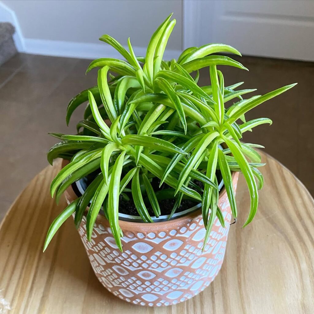 Peperomia ferreyrae