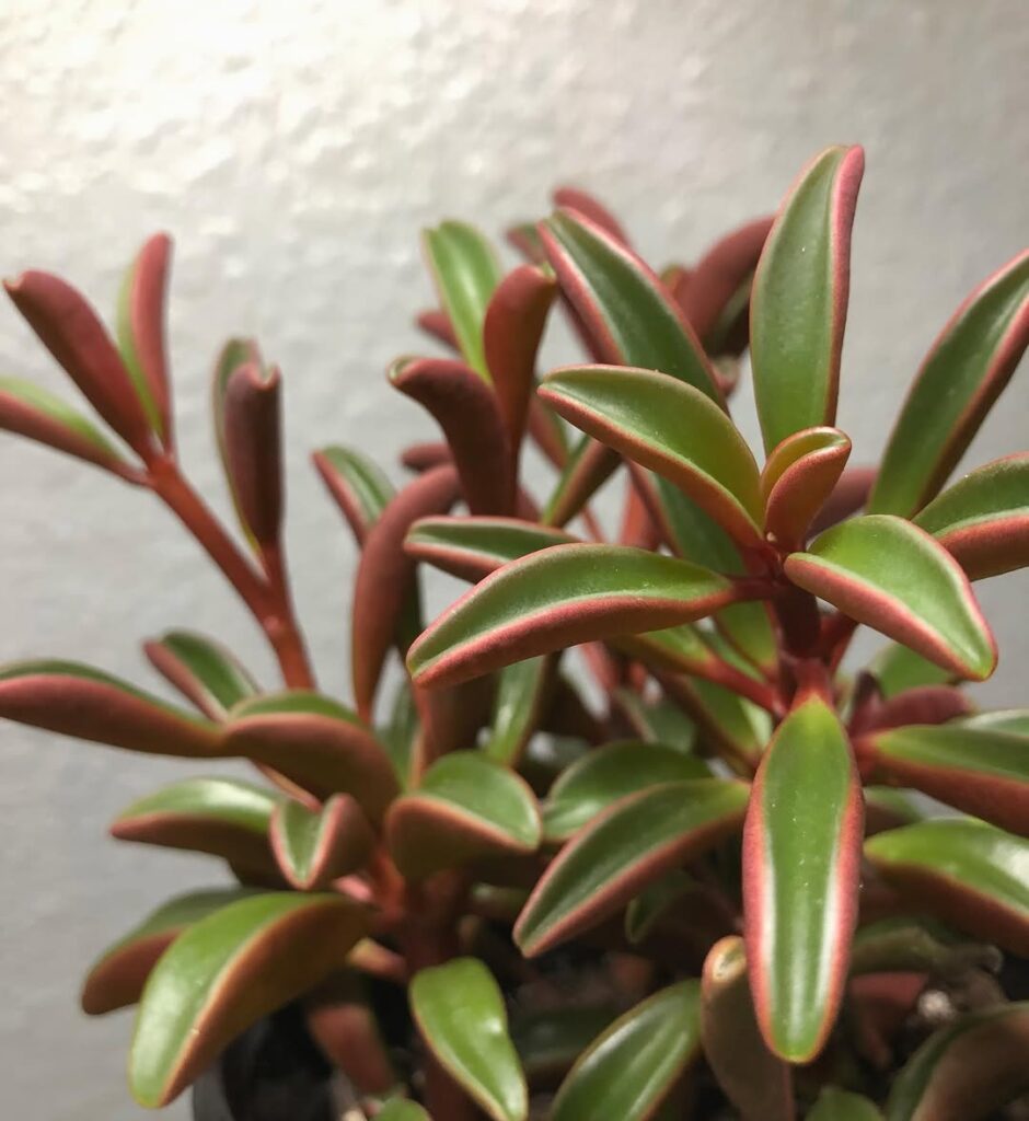 Peperomia graveolens