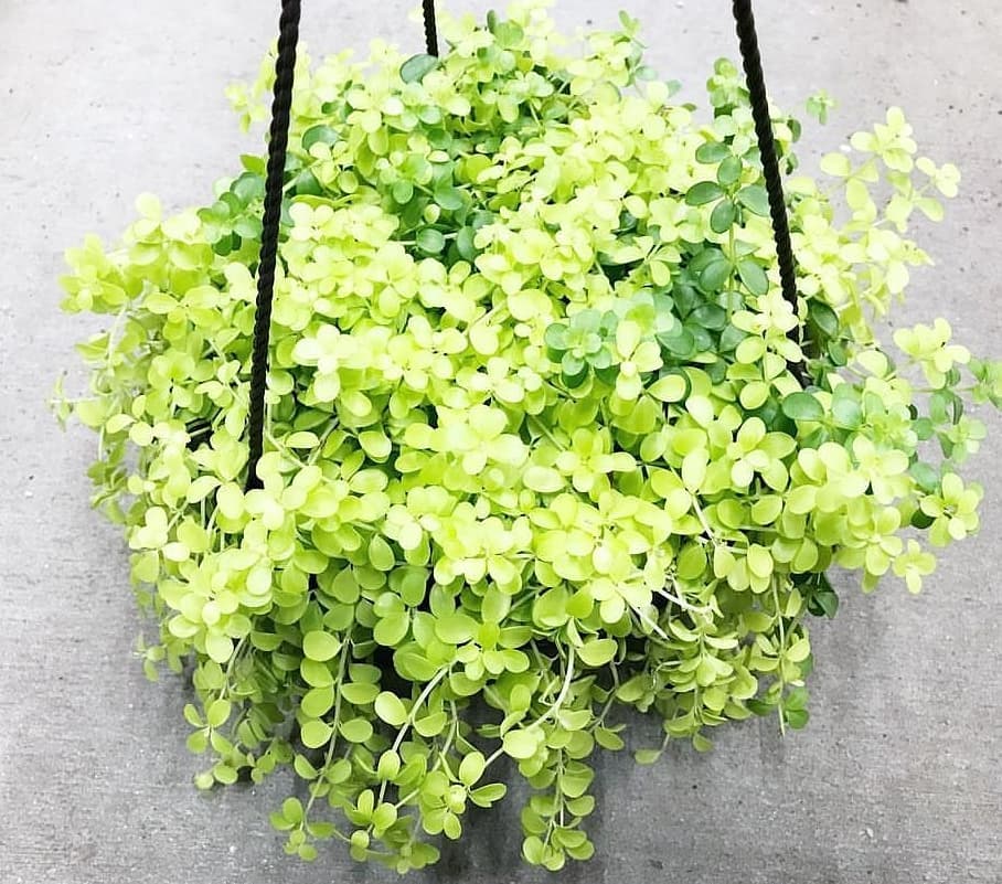 Peperomia hoffmanii Gold
