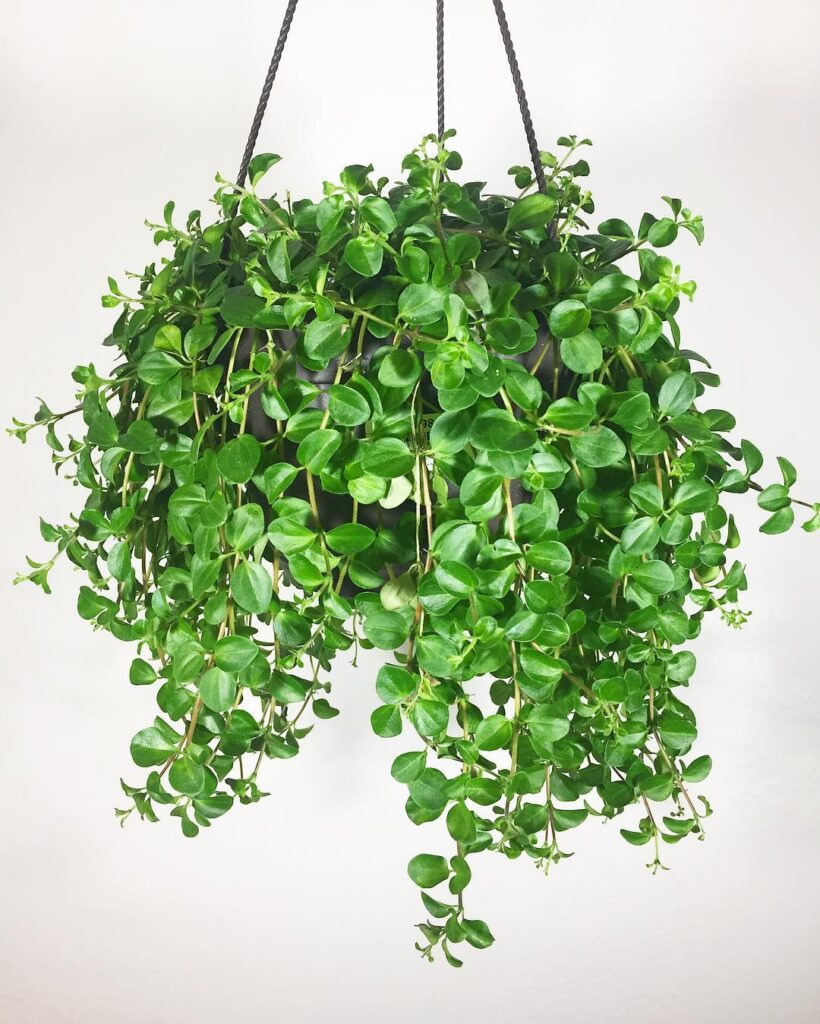 Peperomia japonica