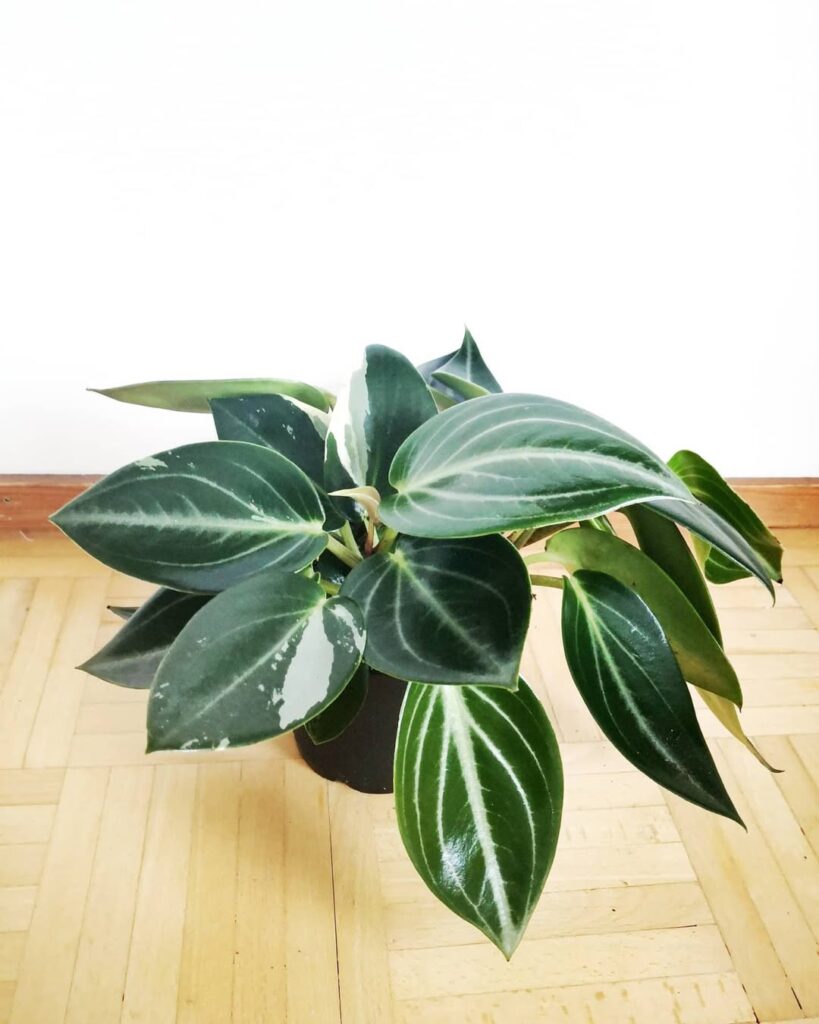 Peperomia maculosa variegata