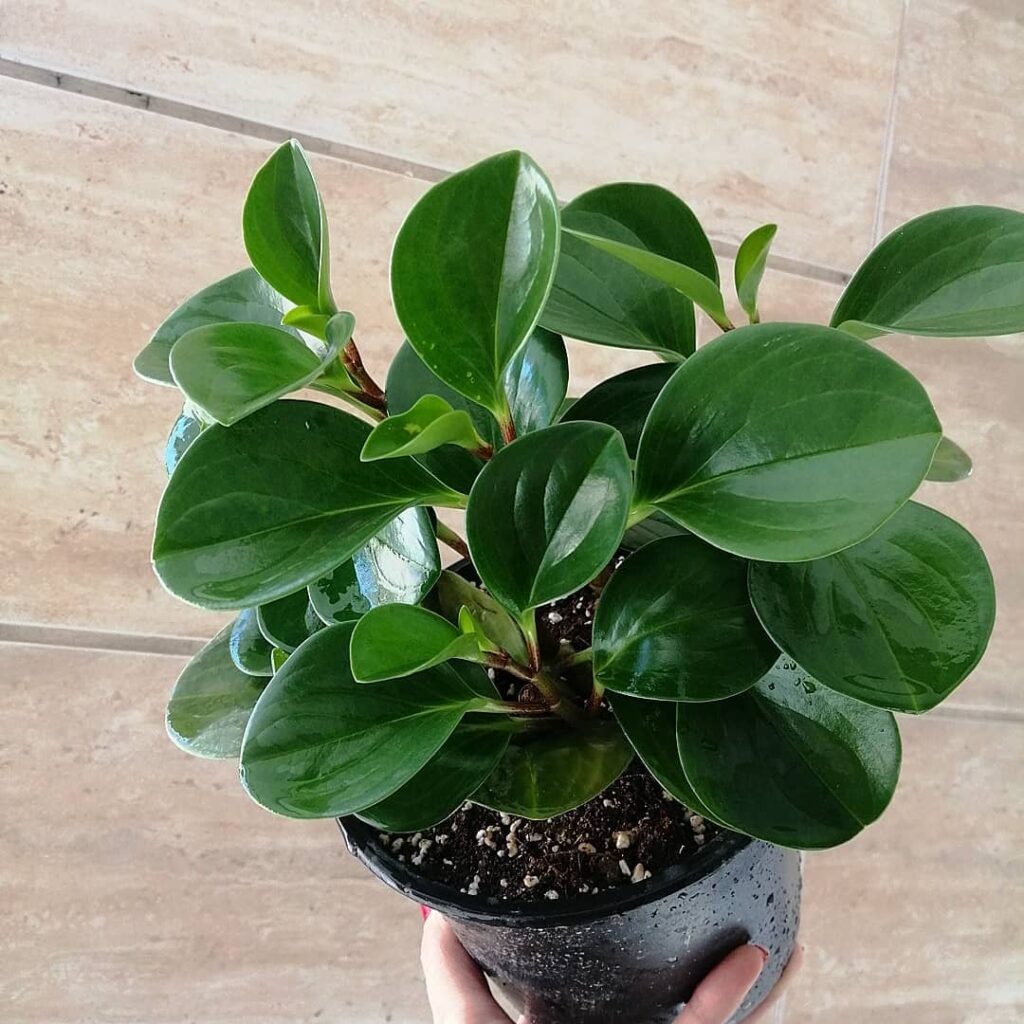 Peperomia magnoliaefolia
