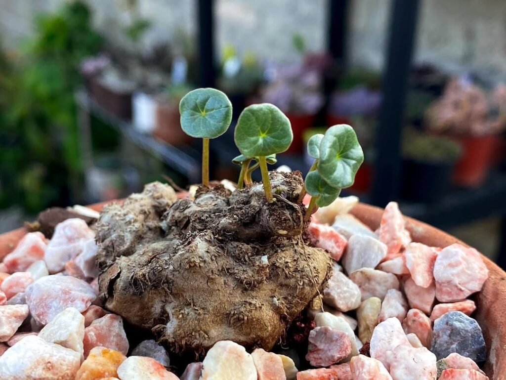 Peperomia monticola