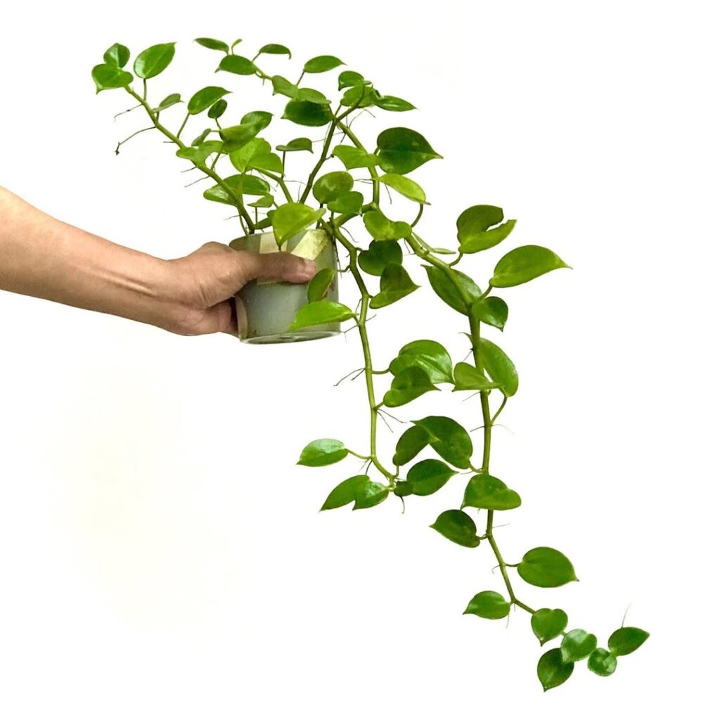 Peperomia nitida