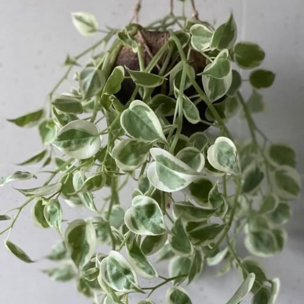 Peperomia nitida variegata