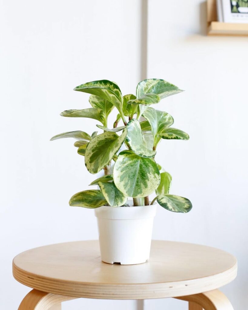 Peperomia obtusifolia 1