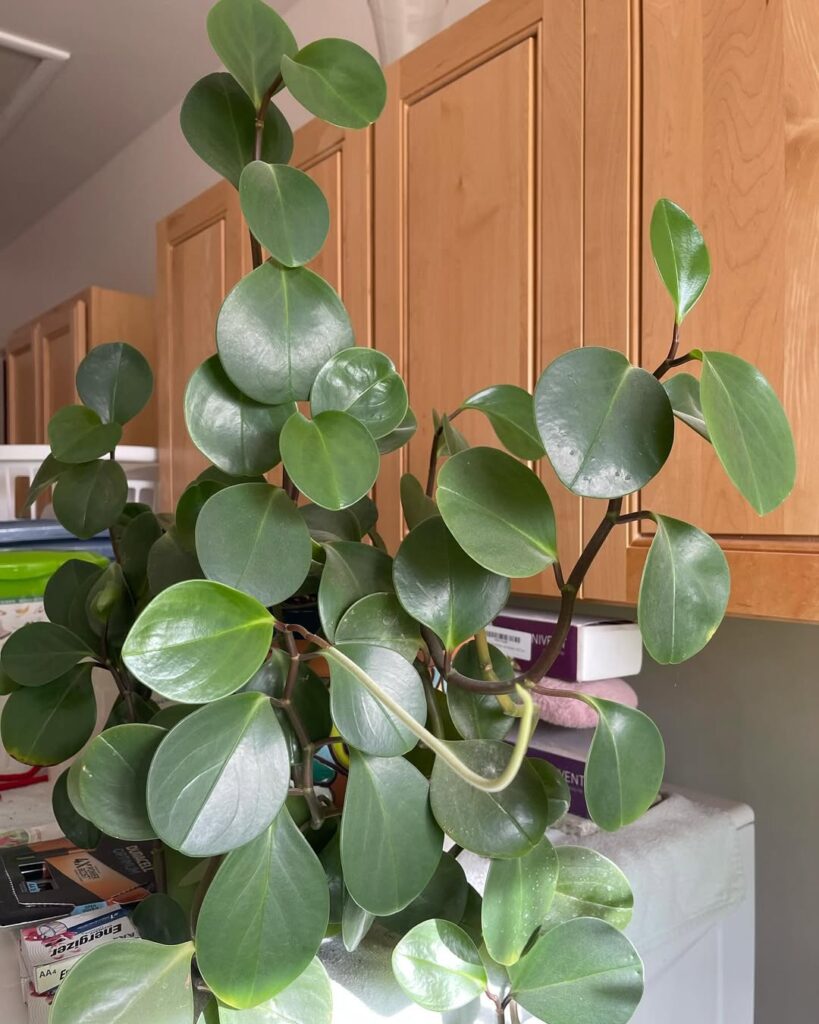 Peperomia obtusifolia