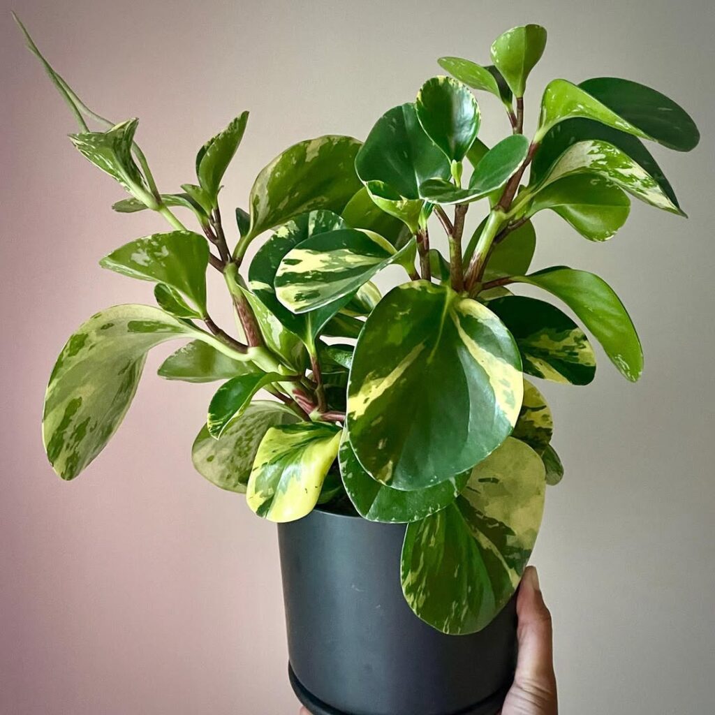 Peperomia obtusifolia Marble