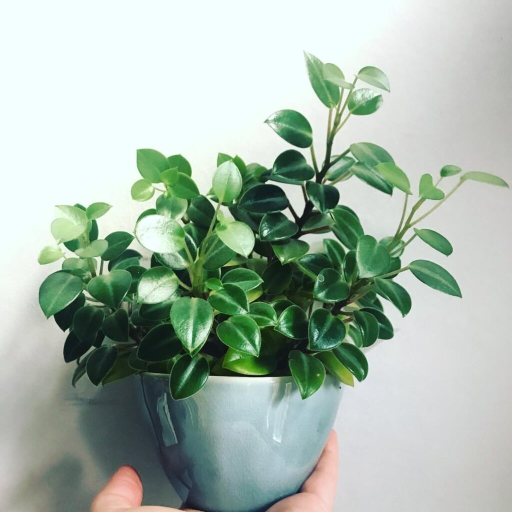 Peperomia orba