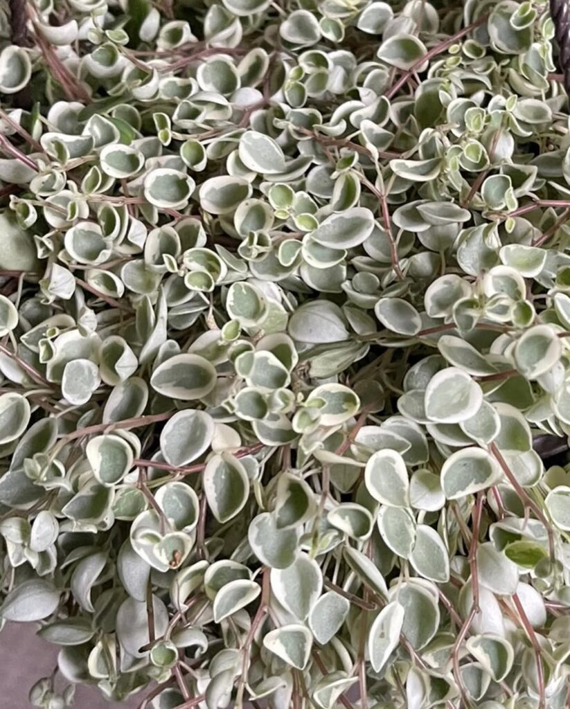 Peperomia perciliata White Cloud