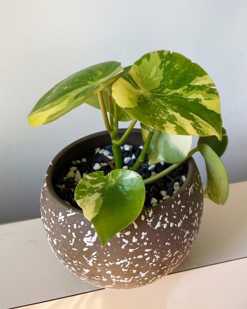 Peperomia polybotrya variegated