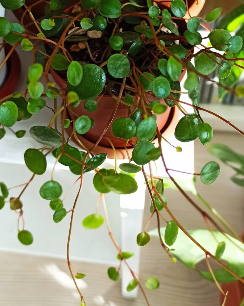 Peperomia prostrata Pepperspot