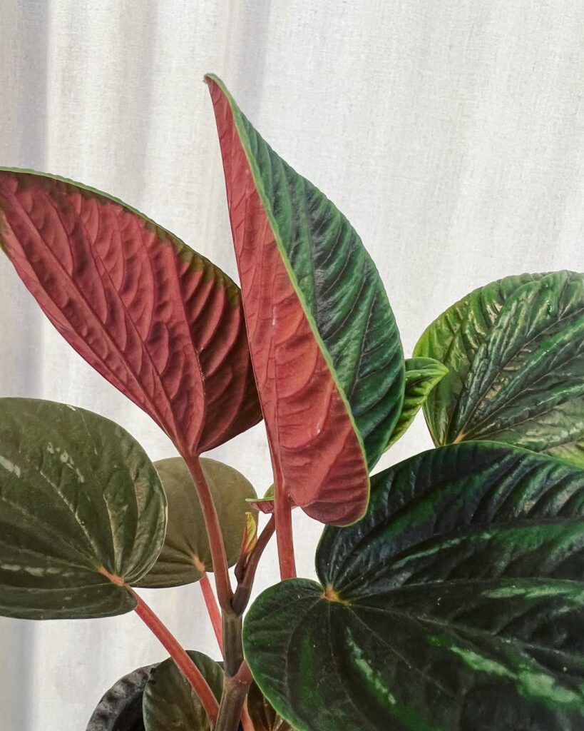 Peperomia rugosa