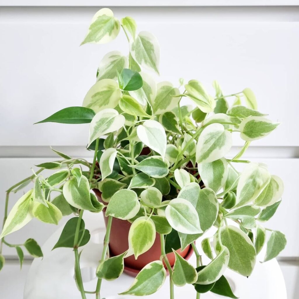 Peperomia scandens variegata