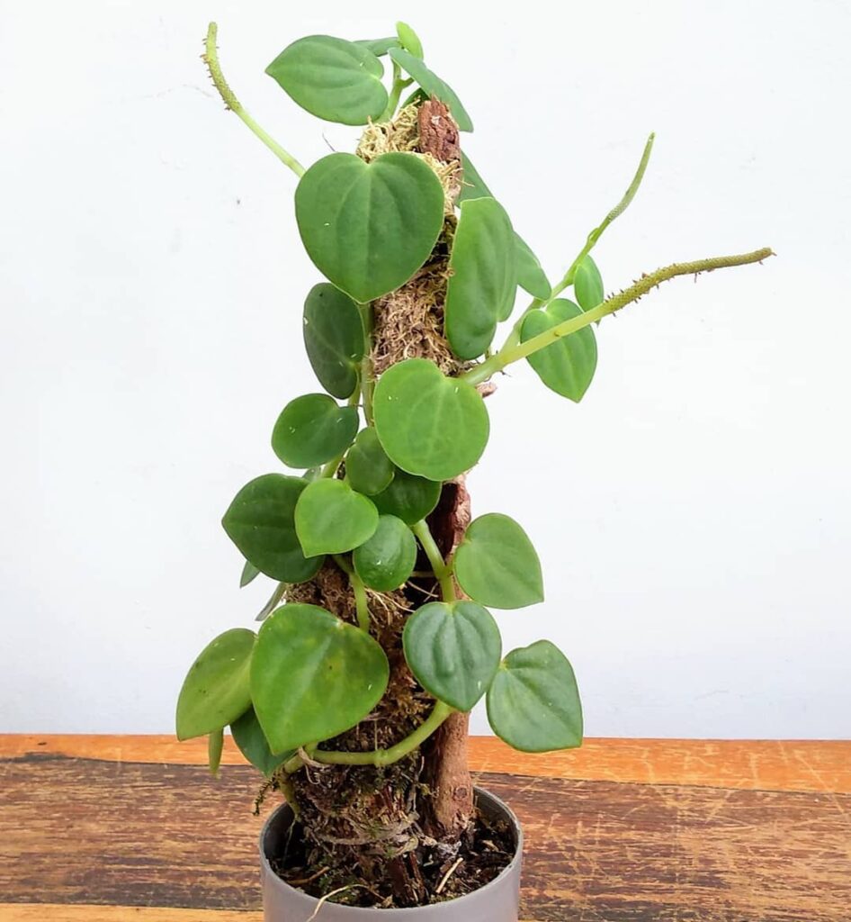 Peperomia urocarpa