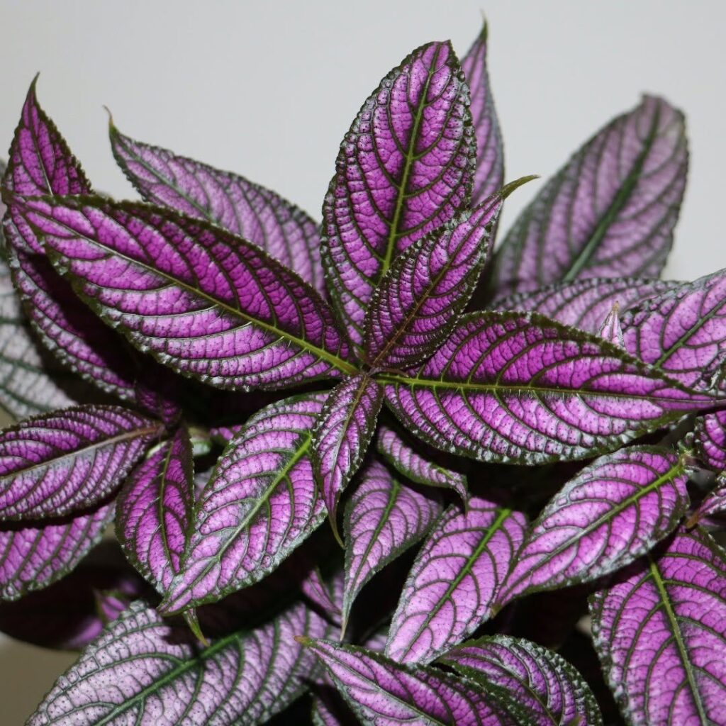Persian Shield 2