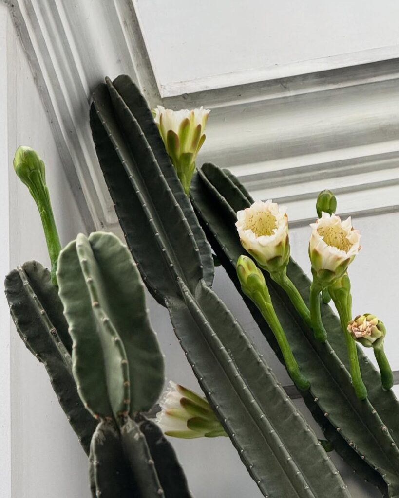 Peruvian Apple Cactus