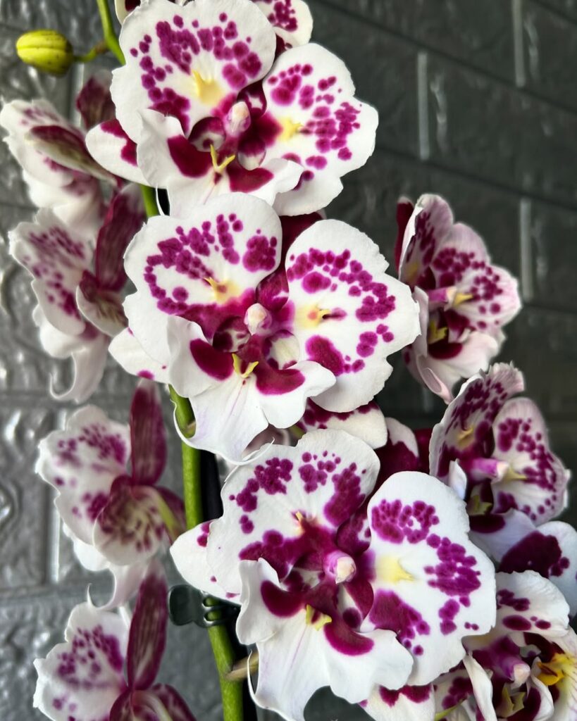 Phalaenopsis
