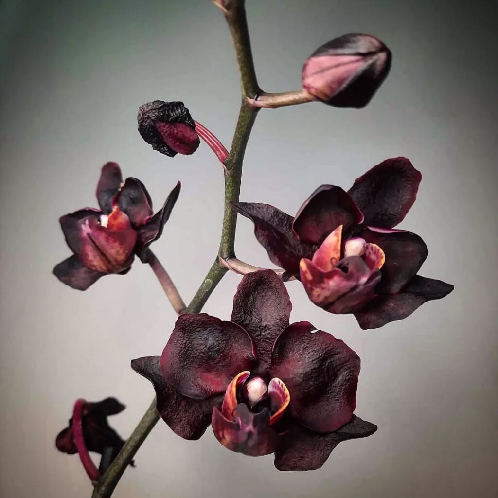 Phalaenopsis Black Swan