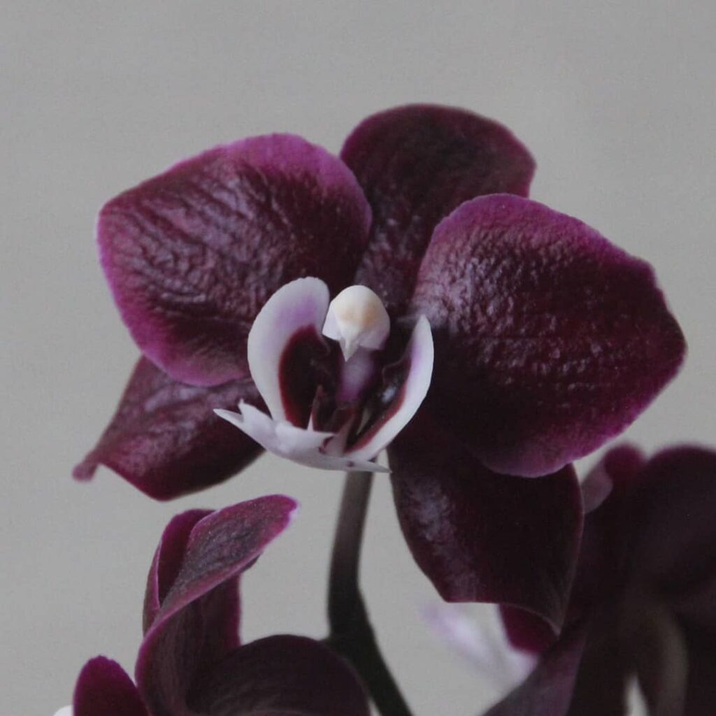 Phalaenopsis Kaoda Twinkle
