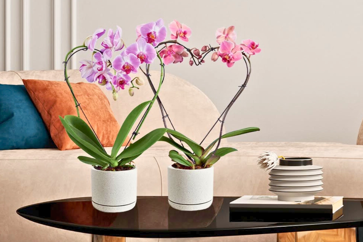 Fertilizing Tips To Keep Phalaenopsis Orchids Blooming Bright