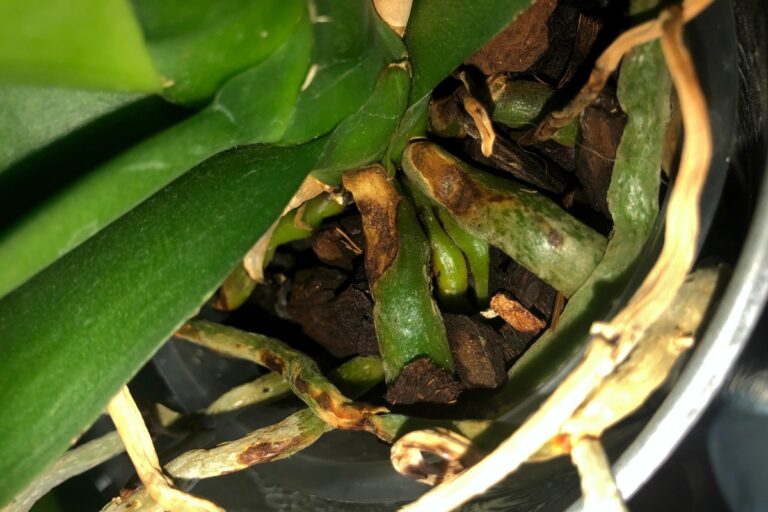 Phalaenopsis Orchid pests