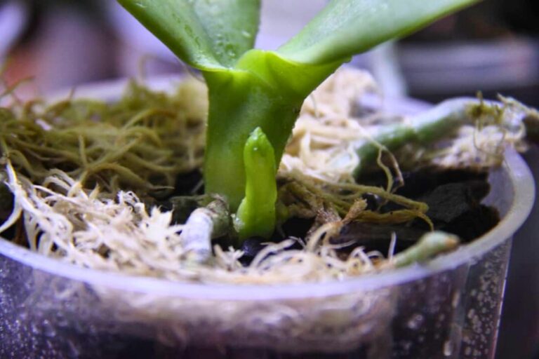 Phalaenopsis Orchid propagation