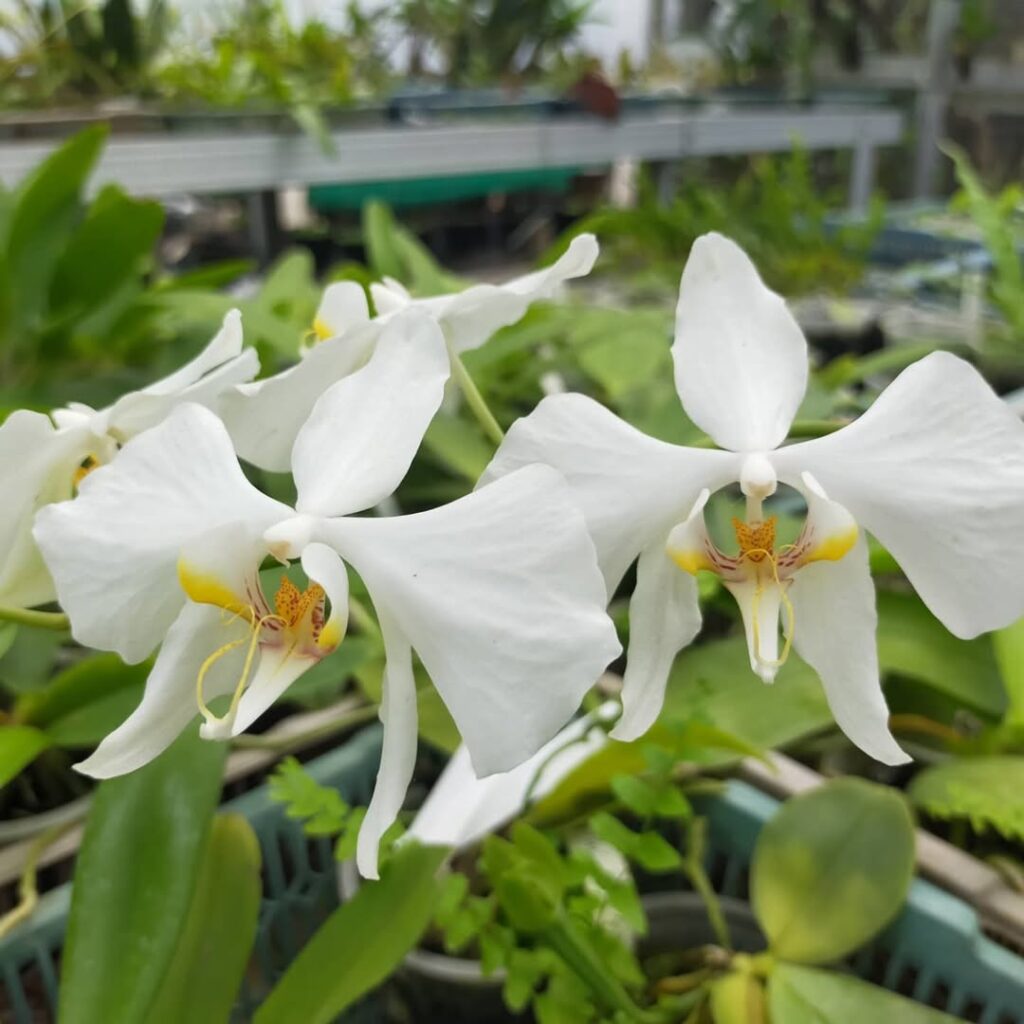 Phalaenopsis amabilis
