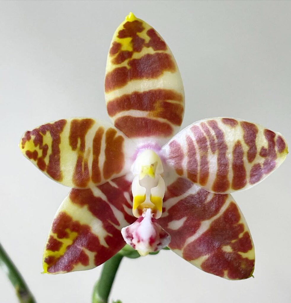 Phalaenopsis amboinensis