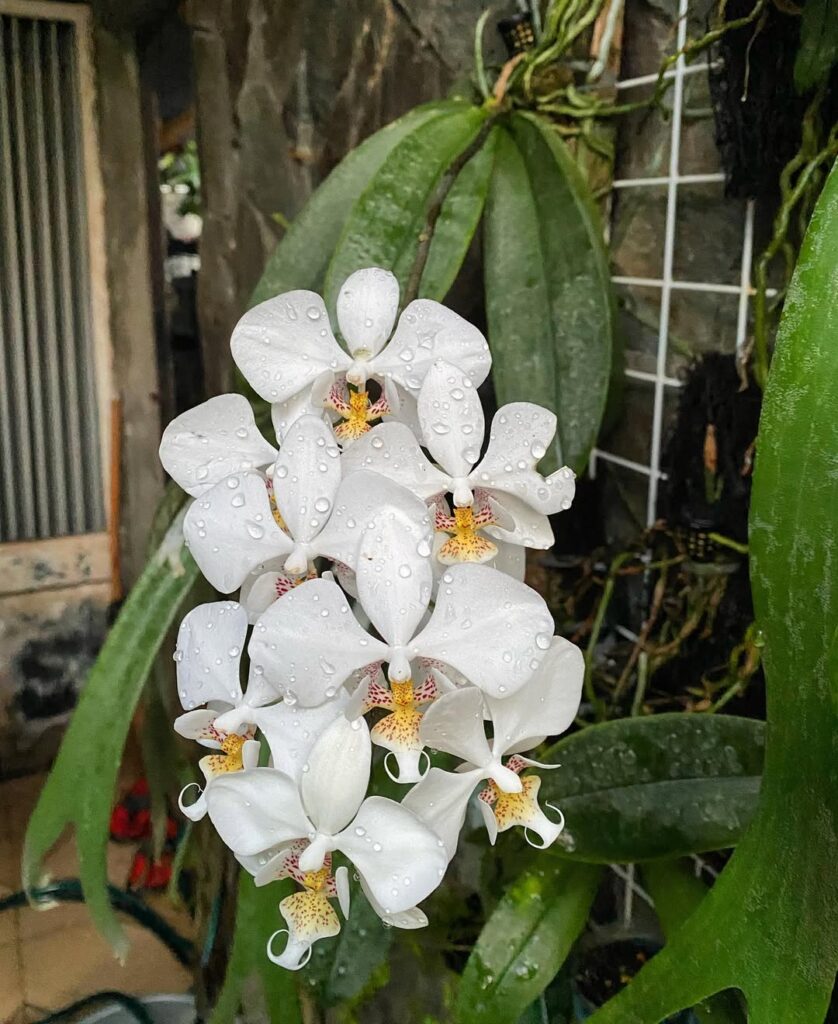 Phalaenopsis aphrodite