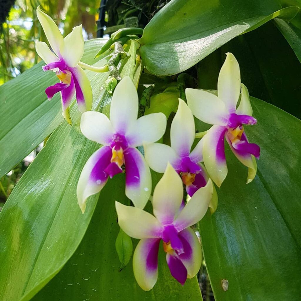 Phalaenopsis bellina