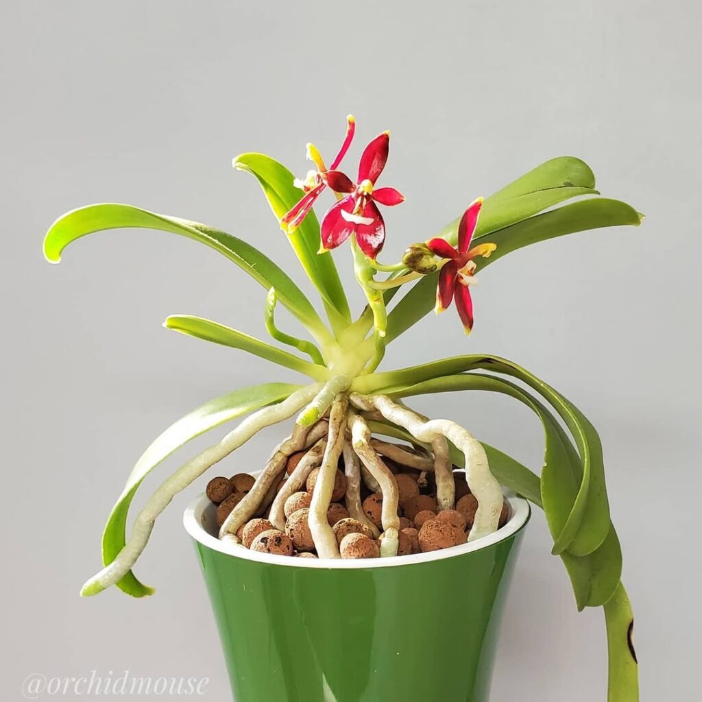 Phalaenopsis cornu cervi