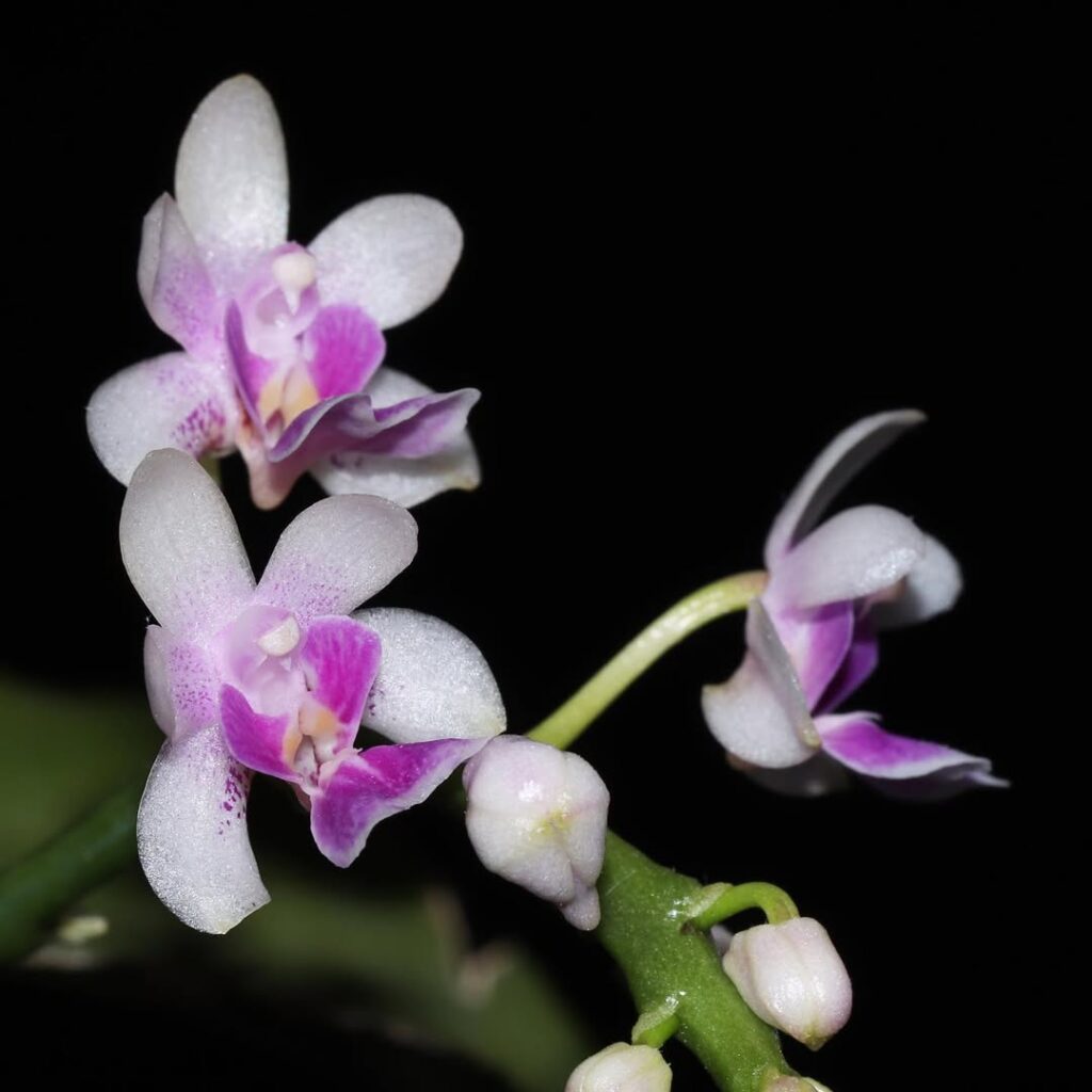 Phalaenopsis deliciosa