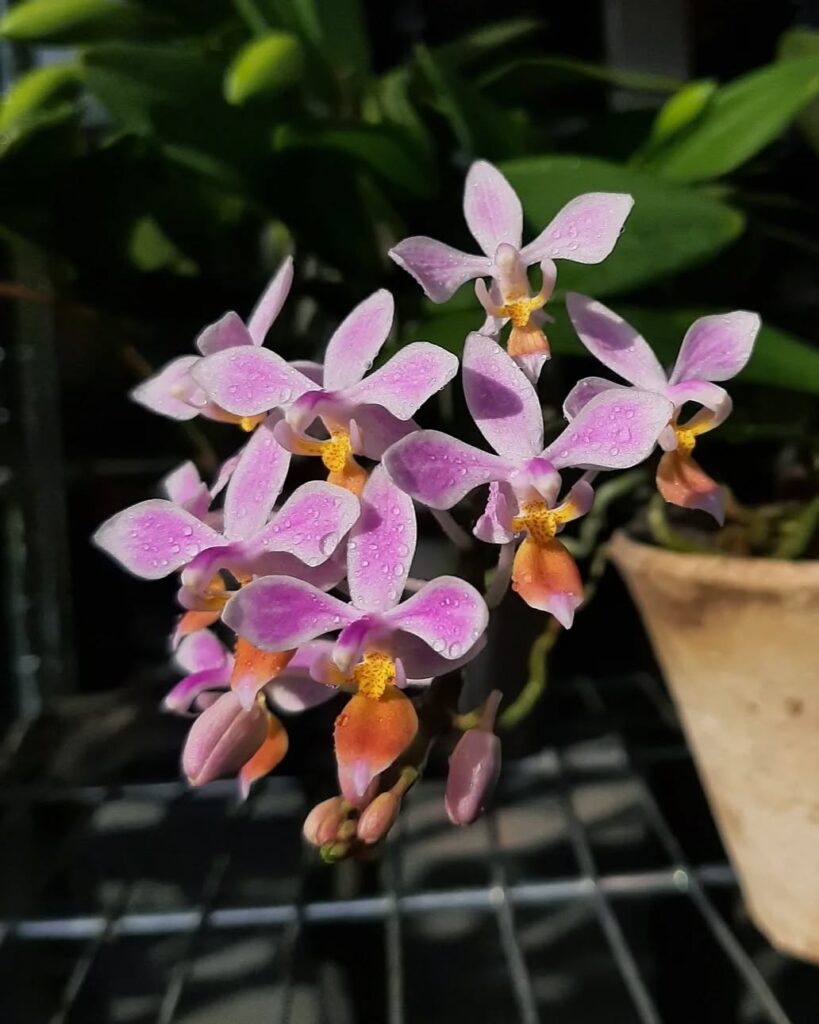 Phalaenopsis equestris