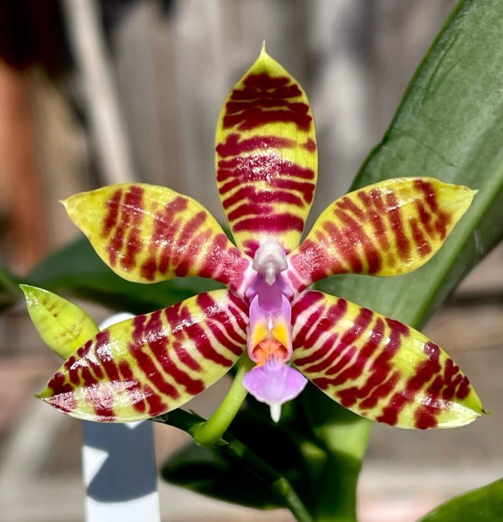 Phalaenopsis fasciata