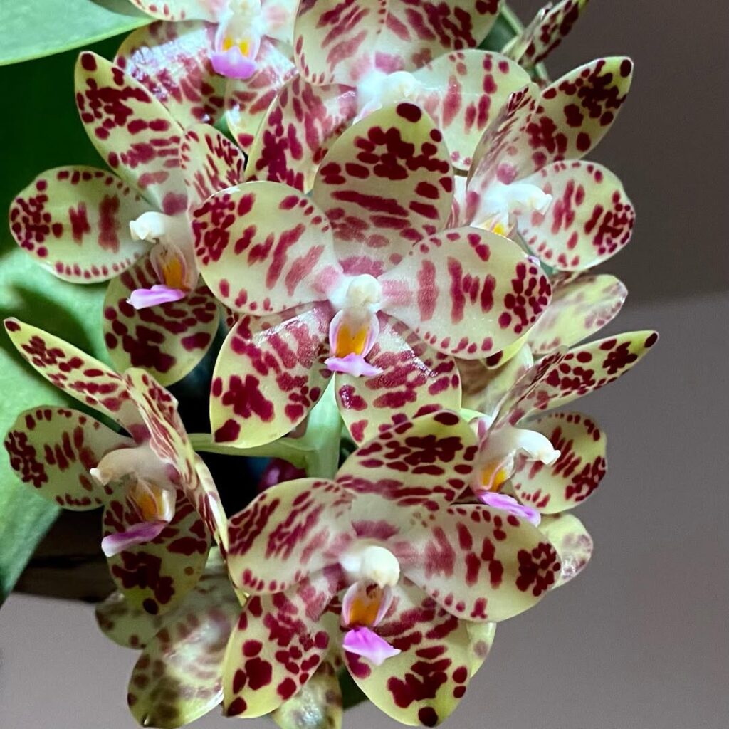 Phalaenopsis gigantea
